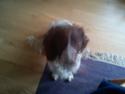 Engelsk springer spaniel Bølle