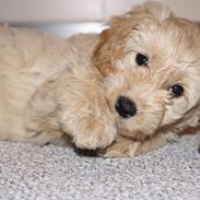 Blanding af racer Flicka (Goldendoodle)