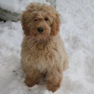 Blanding af racer Flicka (Goldendoodle)