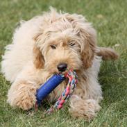 Blanding af racer Flicka (Goldendoodle)