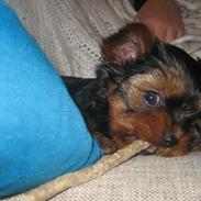 Yorkshire terrier Anton