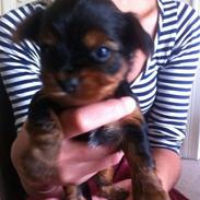 Yorkshire terrier Anton