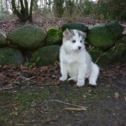 Alaskan malamute Alma Noatun's Qanik Snepryd / Mariah