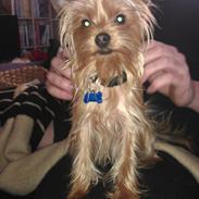 Yorkshire terrier Simba