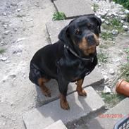 Rottweiler Sigga