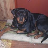 Rottweiler Sigga