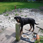 Rottweiler Sigga
