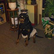 Rottweiler Sigga