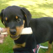 Rottweiler Sigga