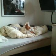 Dansk svensk gaardhund ¨Zico