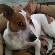 Dansk svensk gaardhund ¨Zico