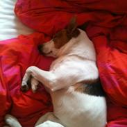 Dansk svensk gaardhund ¨Zico