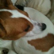 Dansk svensk gaardhund ¨Zico