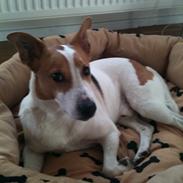 Dansk svensk gaardhund ¨Zico