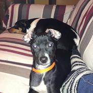 Blanding af racer Zuki