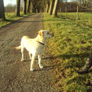Labrador retriever Smilla