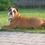 Olde english bulldogge Ozzy