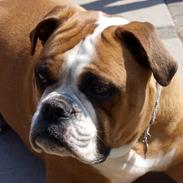 Olde english bulldogge Ozzy