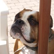 Olde english bulldogge Ozzy