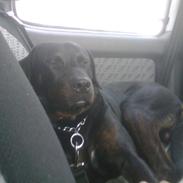 Blanding af racer Tyson