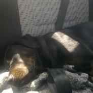 Blanding af racer Tyson