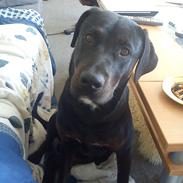 Blanding af racer Tyson