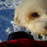 Chinese crested powder puff Cassidyis Axel