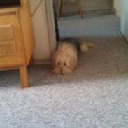 Chinese crested powder puff Cassidyis Axel