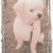 Chinese crested powder puff Cassidyis Axel