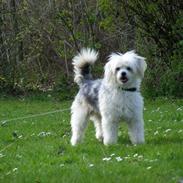 Chinese crested powder puff Cassidyis Axel