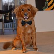 Nova scotia duck tolling retriever Vitus (bol tol)