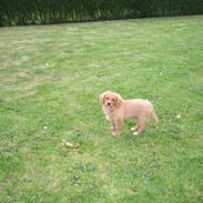 Nova scotia duck tolling retriever Vitus (bol tol)