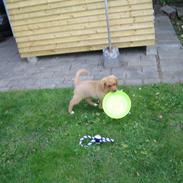 Nova scotia duck tolling retriever Vitus (bol tol)