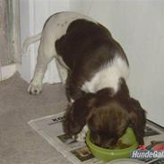 Engelsk springer spaniel Loke