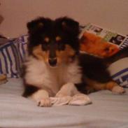 Collie langhåret Bailey