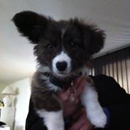 Welsh corgi cardigan Blondies Milo The Man