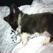 Welsh corgi cardigan Blondies Milo The Man