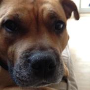 Staffordshire bull terrier Mika