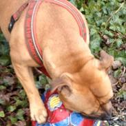 Staffordshire bull terrier Mika