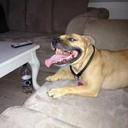 Staffordshire bull terrier Mika