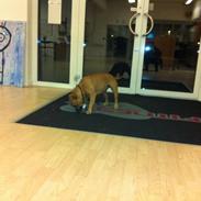 Staffordshire bull terrier Mika