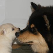 Finsk lapphund Kello Zikki