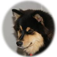 Finsk lapphund Kello Zikki