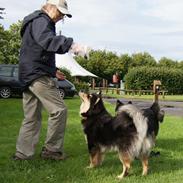 Finsk lapphund Kello Zikki