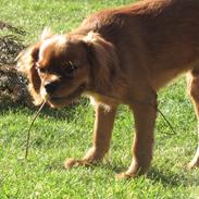 Cavalier king charles spaniel Baloo