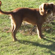 Cavalier king charles spaniel Baloo