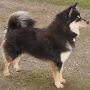 Finsk lapphund Kello Zikki