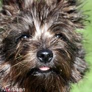 Cairn terrier Daisy
