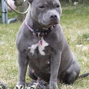 Staffordshire bull terrier Zelma