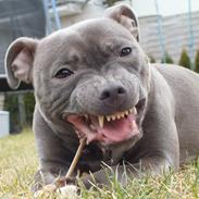 Staffordshire bull terrier Zelma